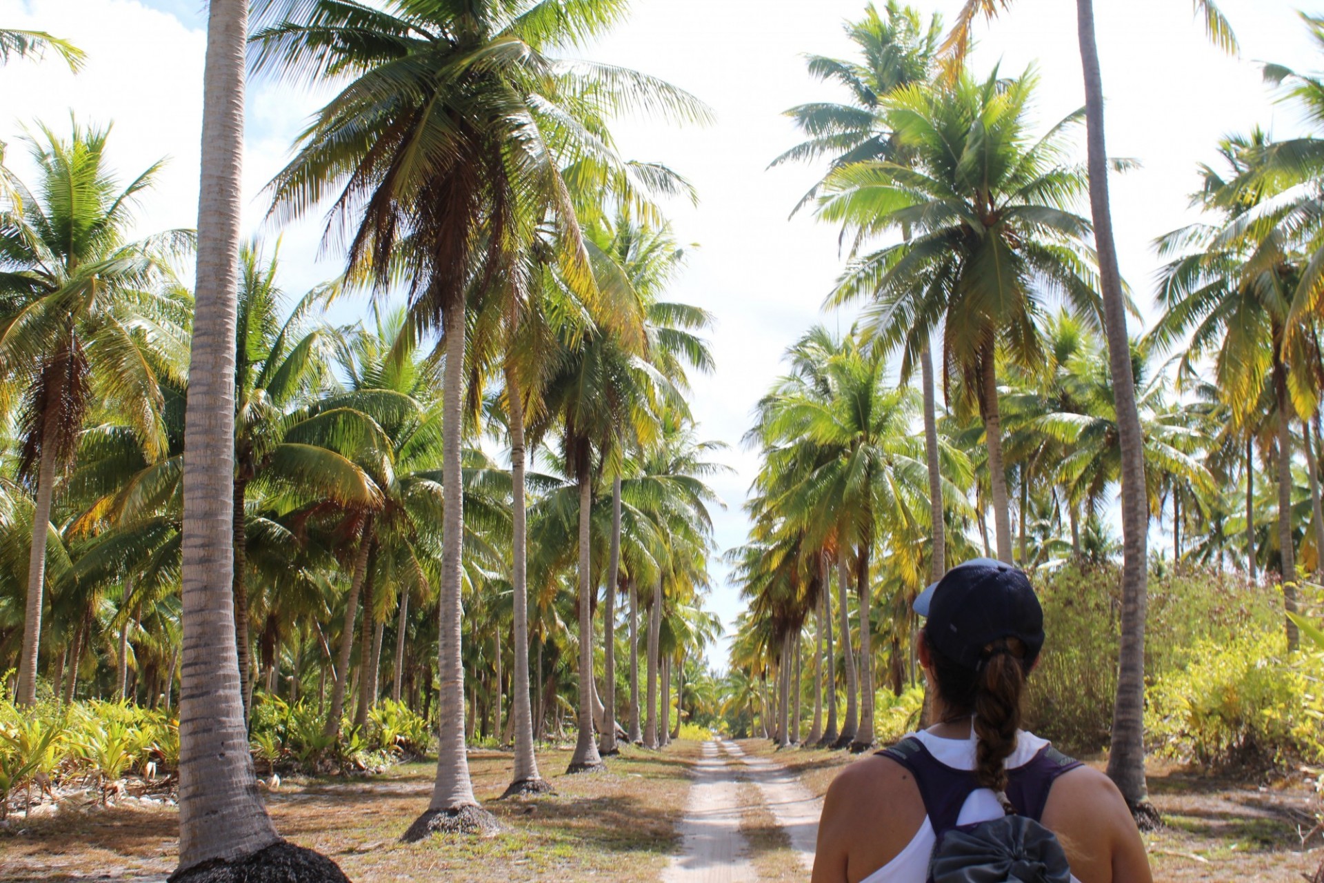 Field of coconuts in the east part of Bikini Island, 2017