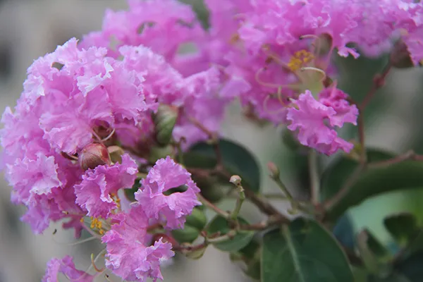 A bugenvilija flowering in the Marshall Islands