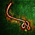 Stuxnet virus disrupts Iran's nuclear program.